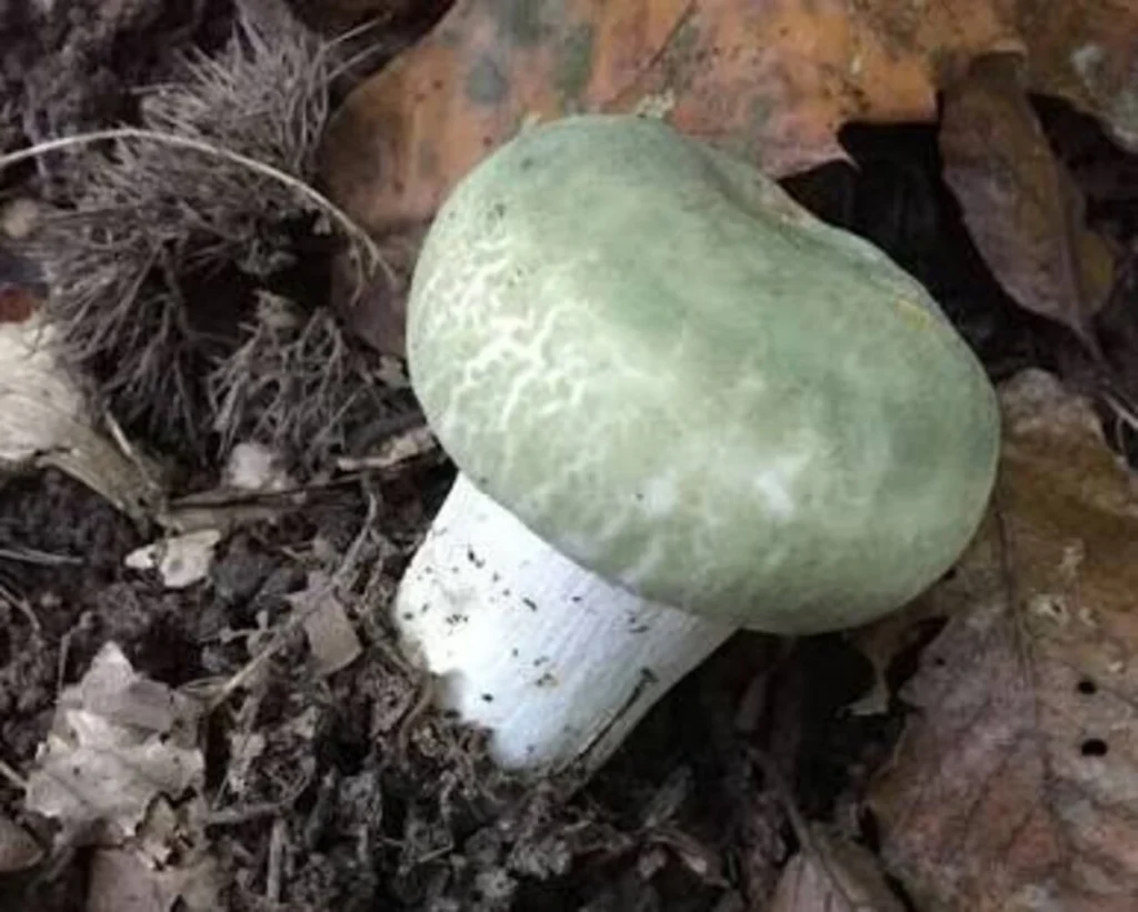 Death Cap Mushroom is one of the types of mushrooms