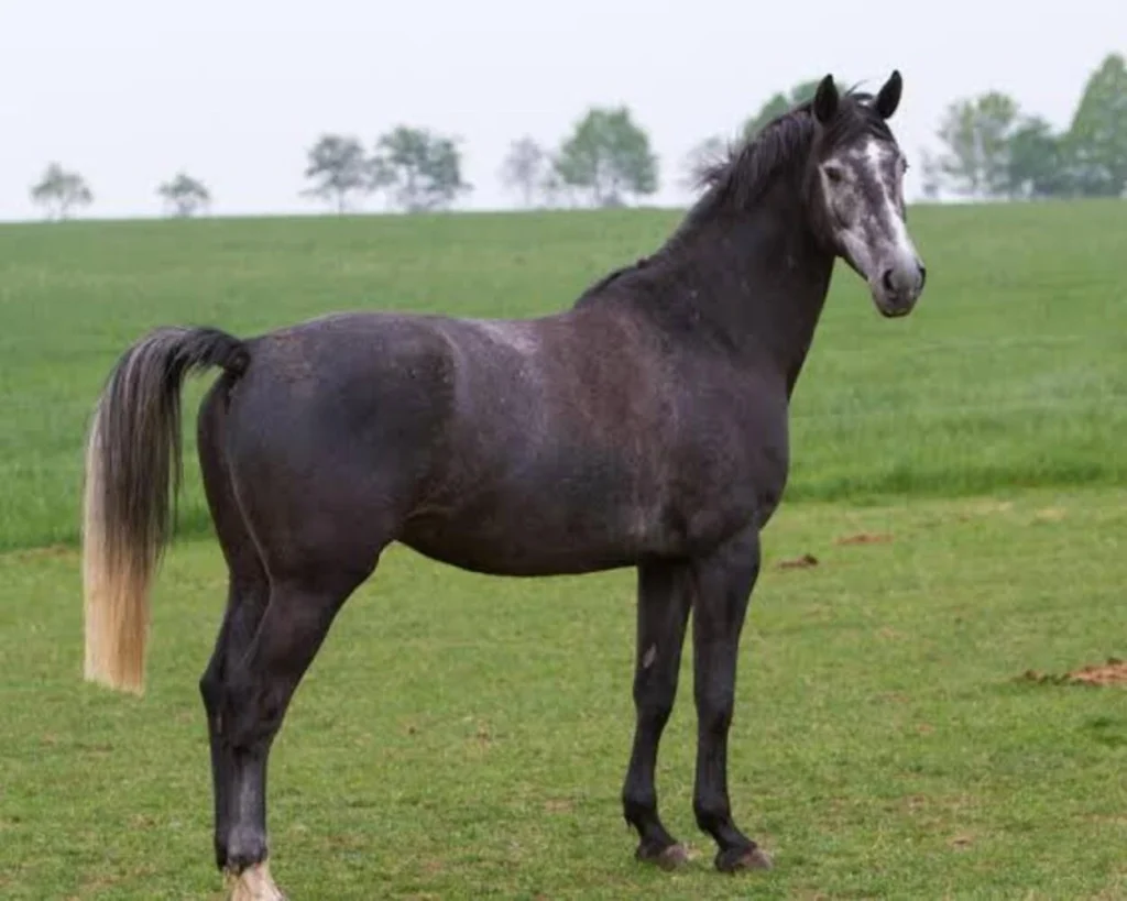 Dutch Warmblood Horse is one of the most expensive horse breeds