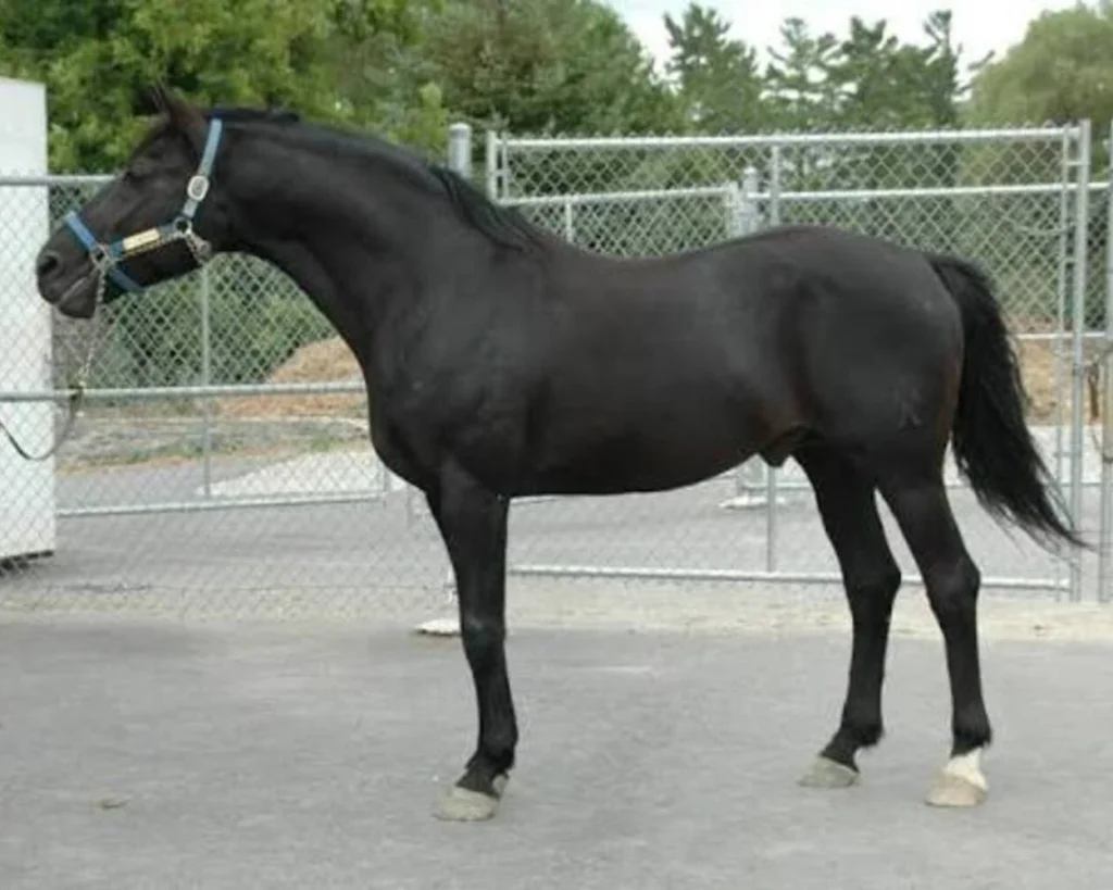 Hanoverian Horse is one of the most expensive horse breeds