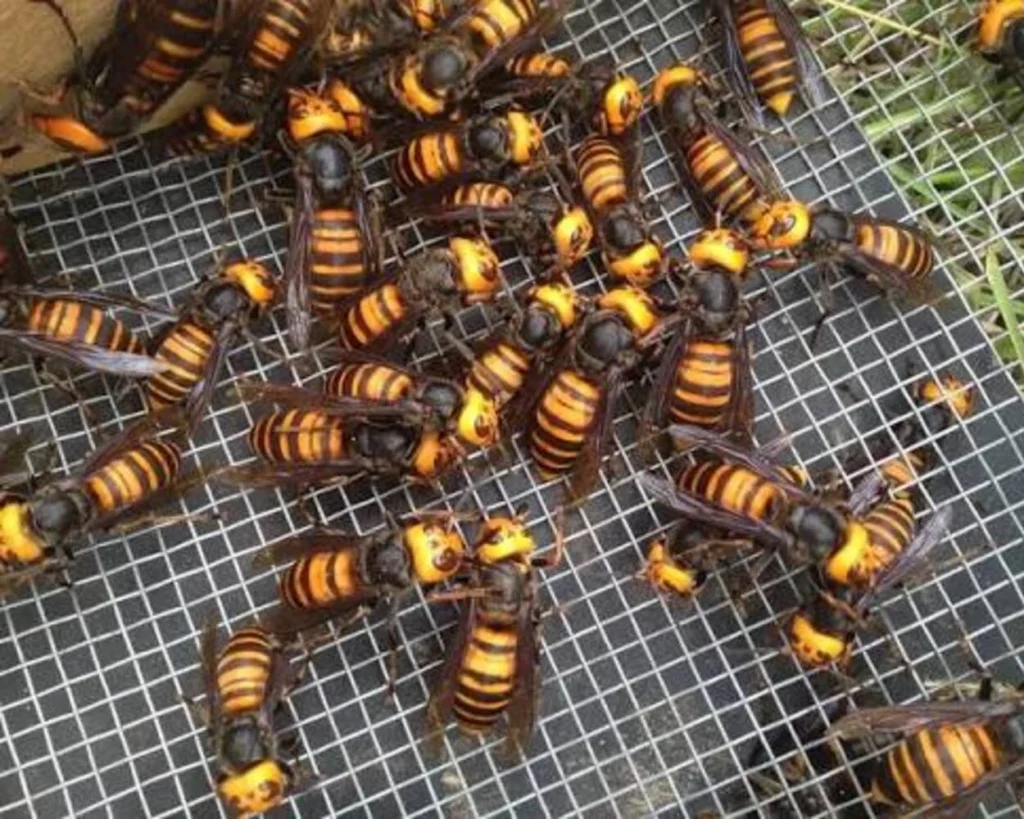 Japanese Giant Hornet is one of the most venomous insects