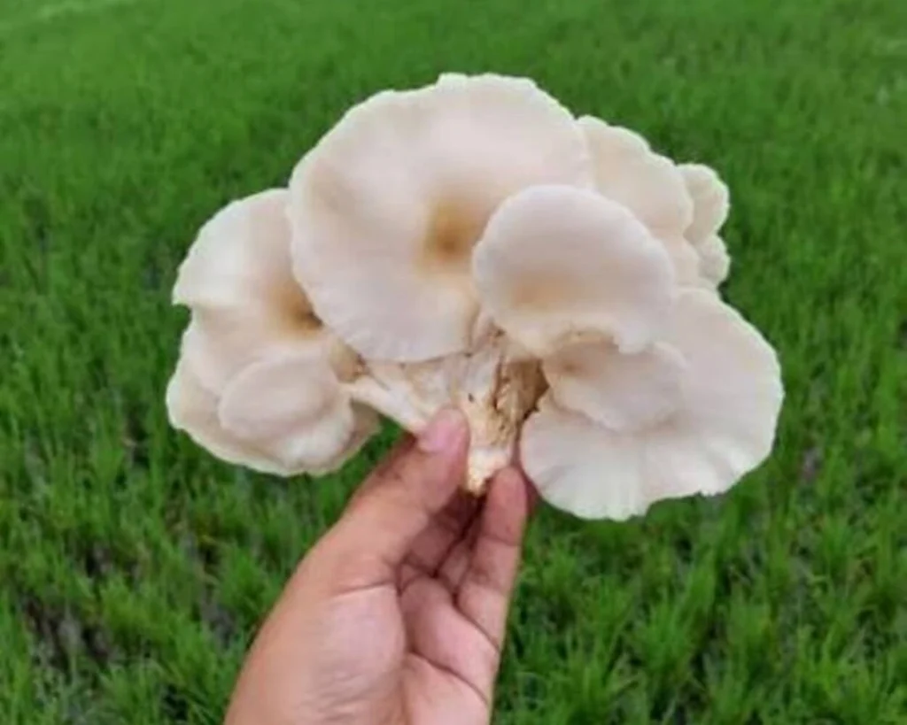 Oyster Mushroom is one of the types of mushrooms