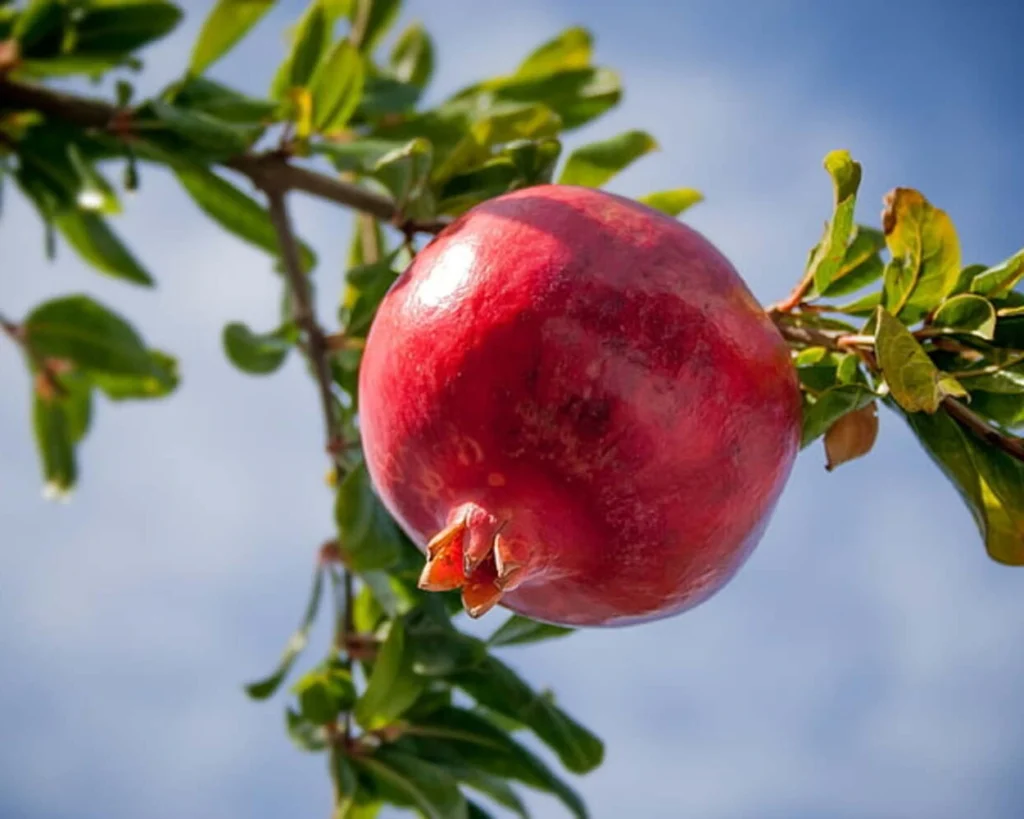 Pomegranate is one of the best foods that reverse aging