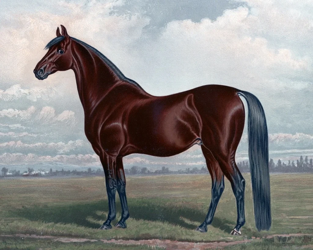 Thoroughbred Horse is one of the most expensive horse breeds