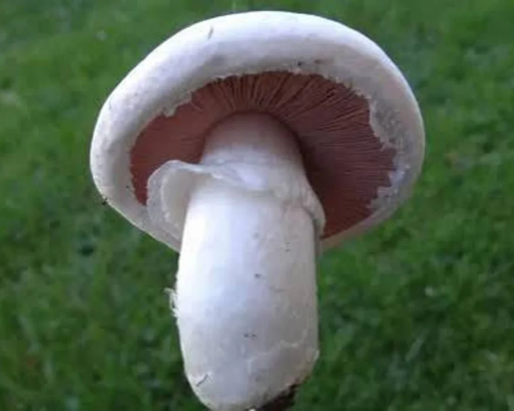 White Button Mushroom is one of the types of mushrooms