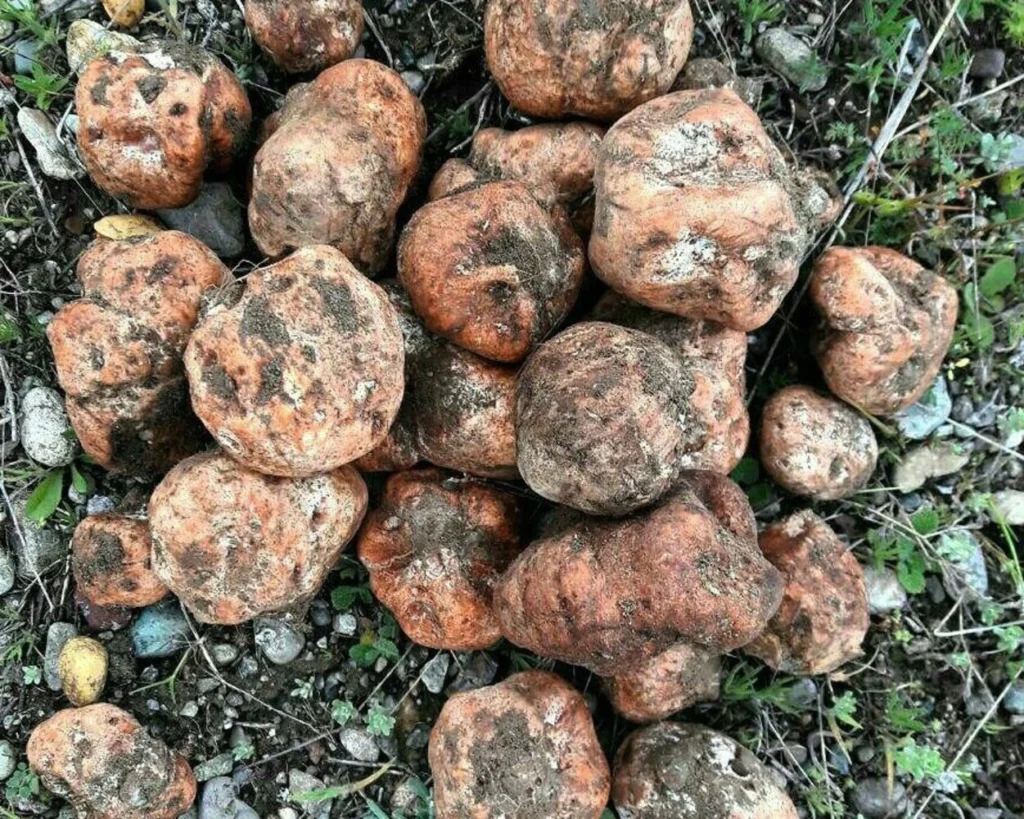 White Truffle Mushroom is one of the types of mushrooms
