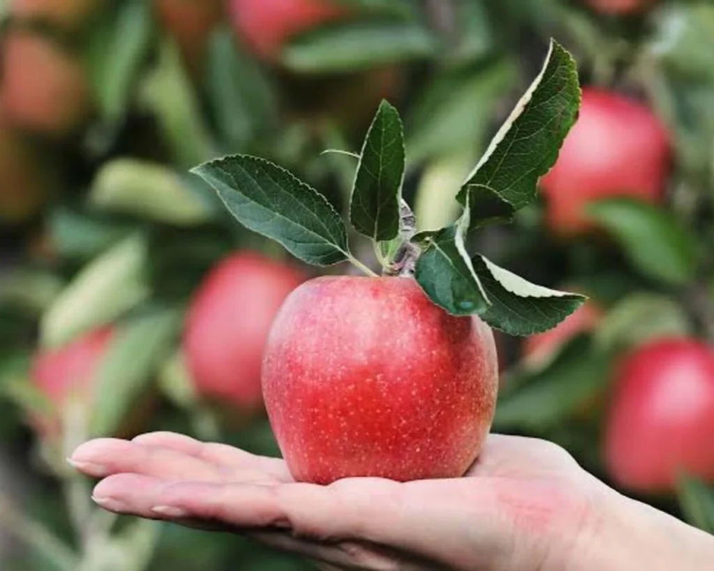 Apple is one of the best prebiotic superfoods