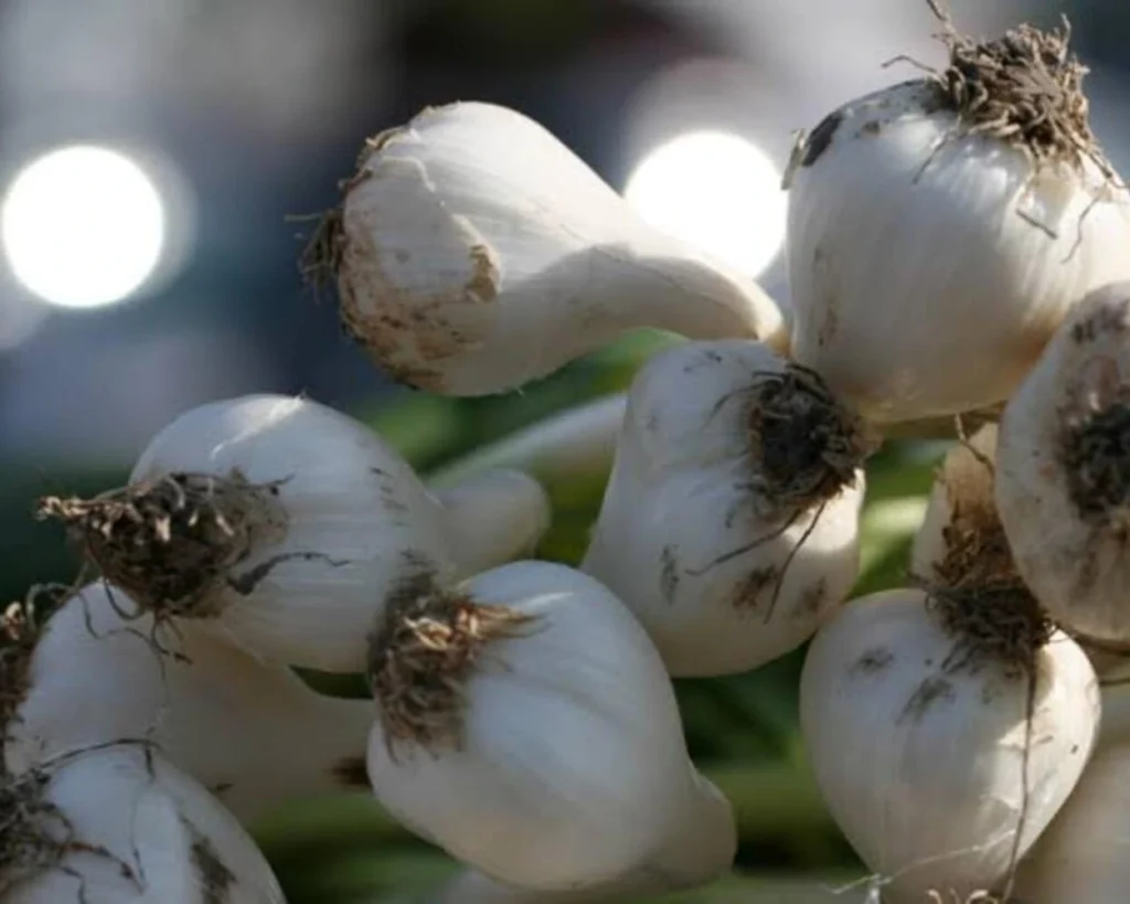 Garlic is one of the best prebiotic superfoods