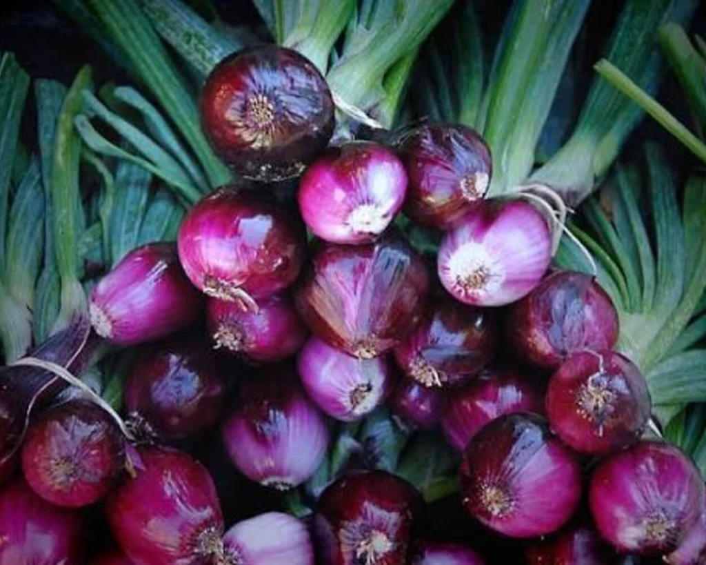 Onion is one of the best prebiotic superfoods