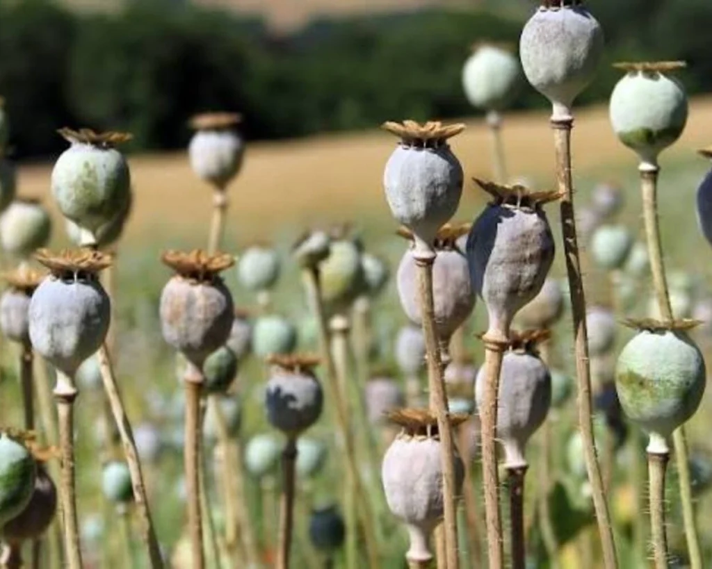 Opium Production is one of the interesting facts about Afghanistan