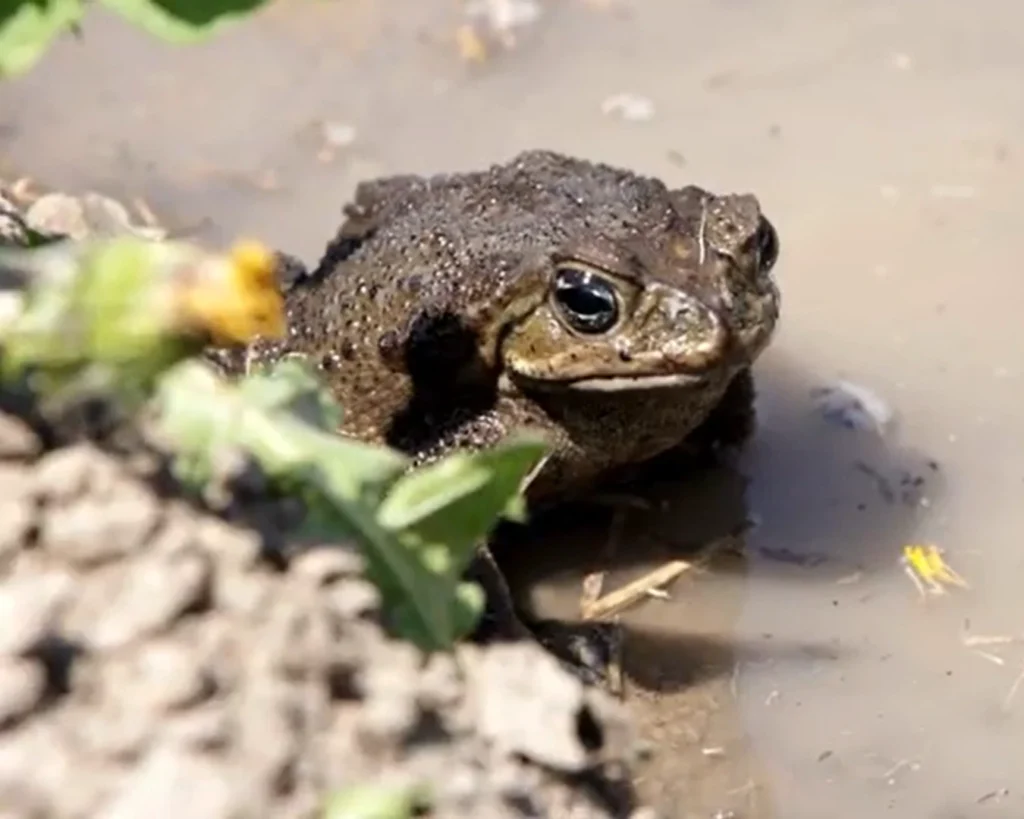 Poisonous To Humans is one of the common Toad myths