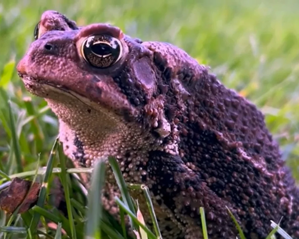 Toad Could Bring Rain is one of the common Toad myths