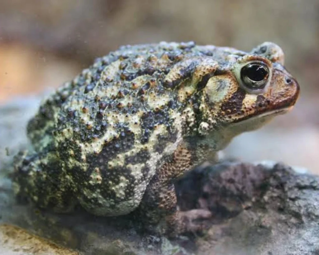 Toad Is Ugly And Useless is one of the common Toad myths