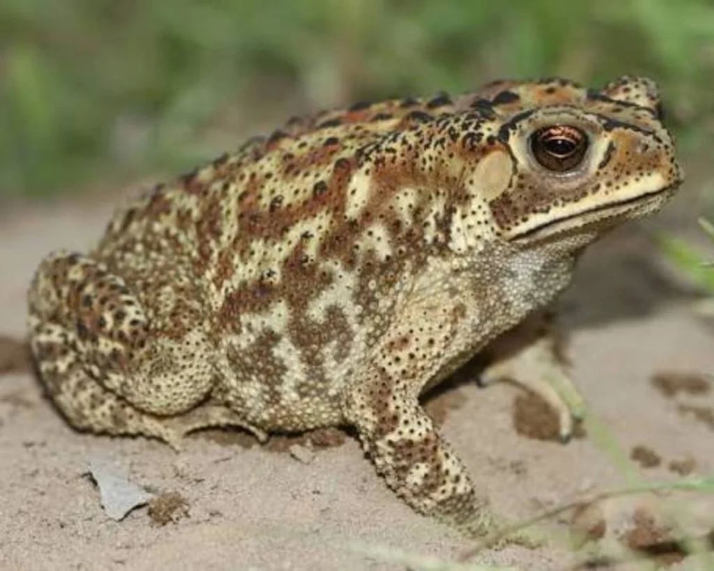 Toads Live In Water is one of the common Toad myths