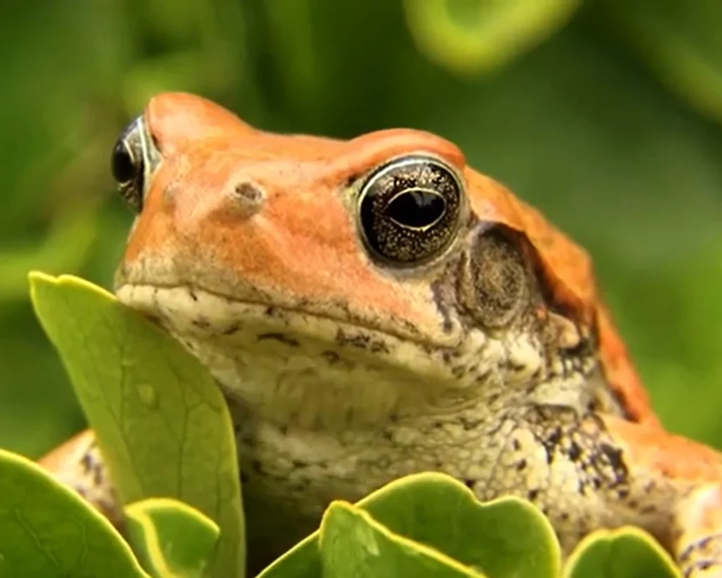 Touching Gives Warts is one of the common Toad myths