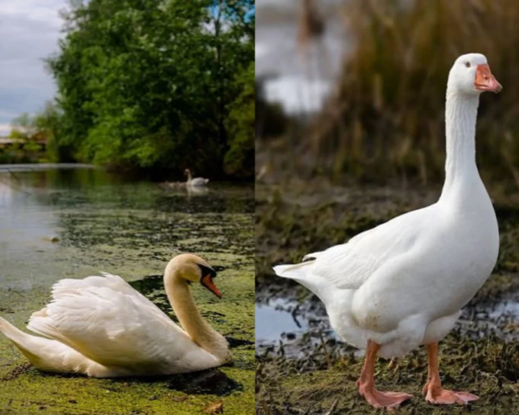Appearance is one of the differences between Swan vs Goose
