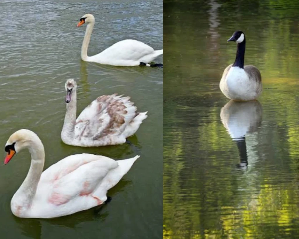 Behavior is one of the differences between Swan vs Goose 
