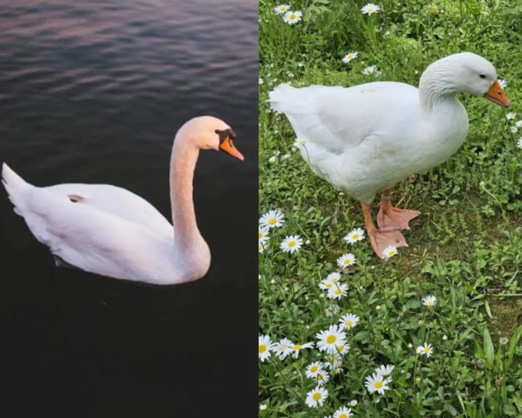Diet is one of the differences between Swan vs Goose 
