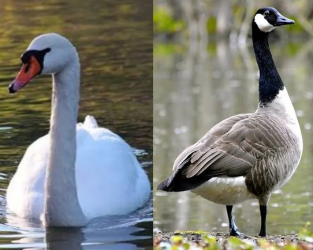 Habitat is one of the differences between Swan vs Goose 