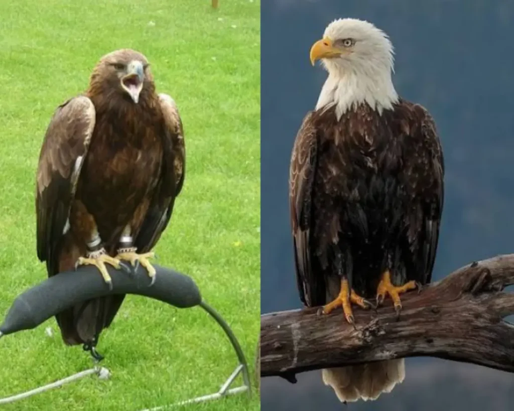 One of the bald eagles vs golden eagles differences is
Habitat And Distribution