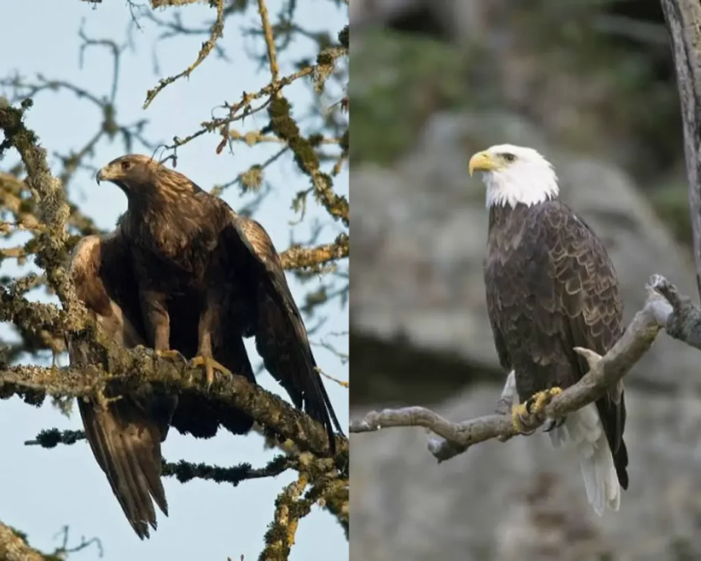 One of the bald eagles vs golden eagles differences is
Nesting And Reproduction