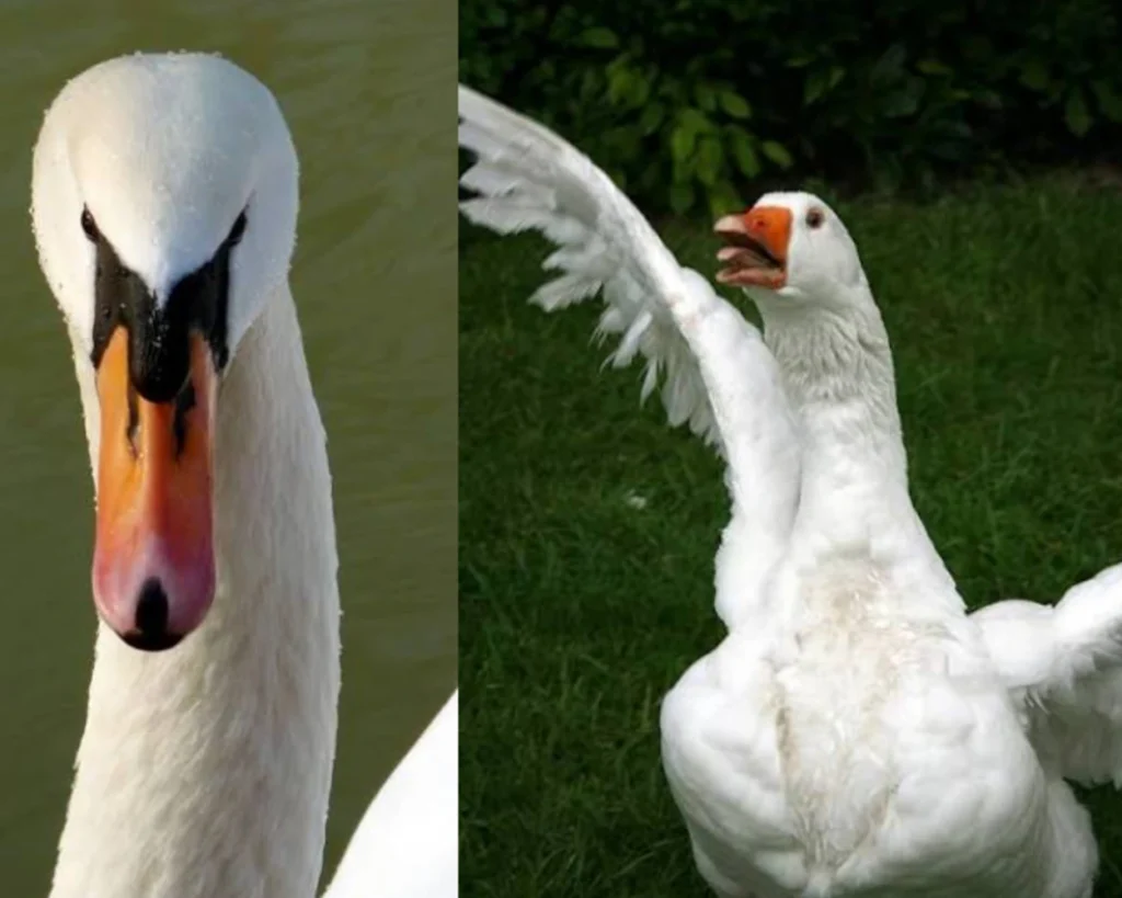 Communication is one of the differences between Swan vs Goose 