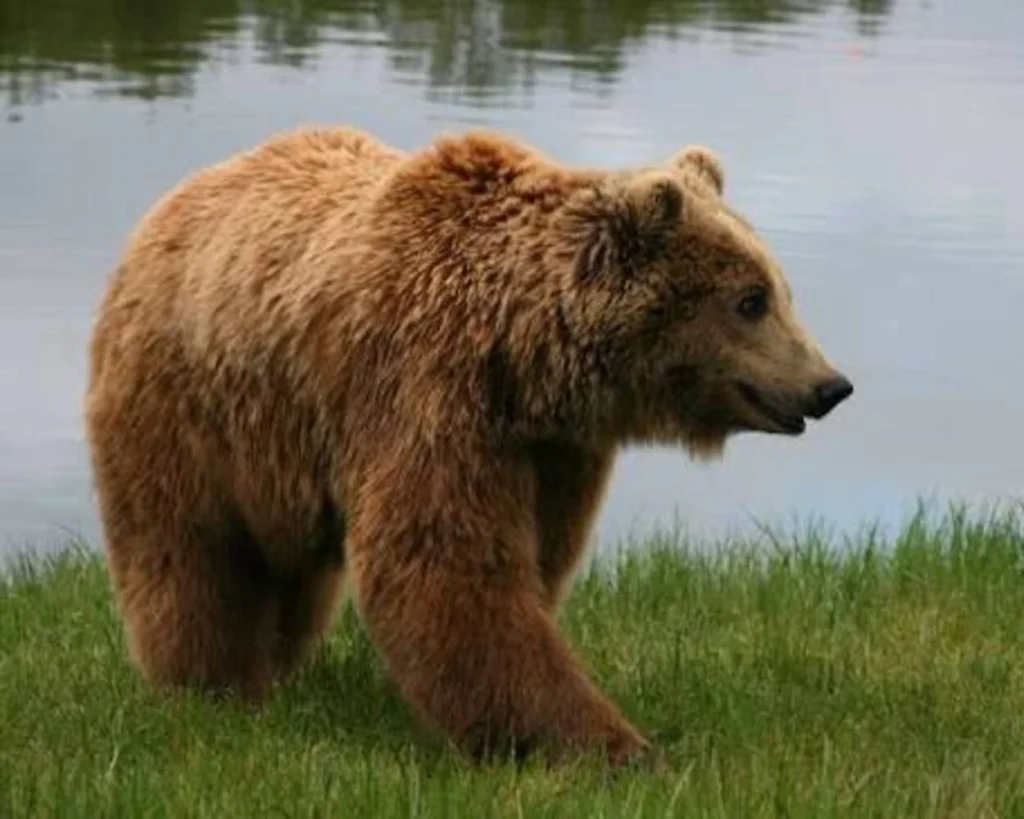 Agility is one of the amazing facts about Bears