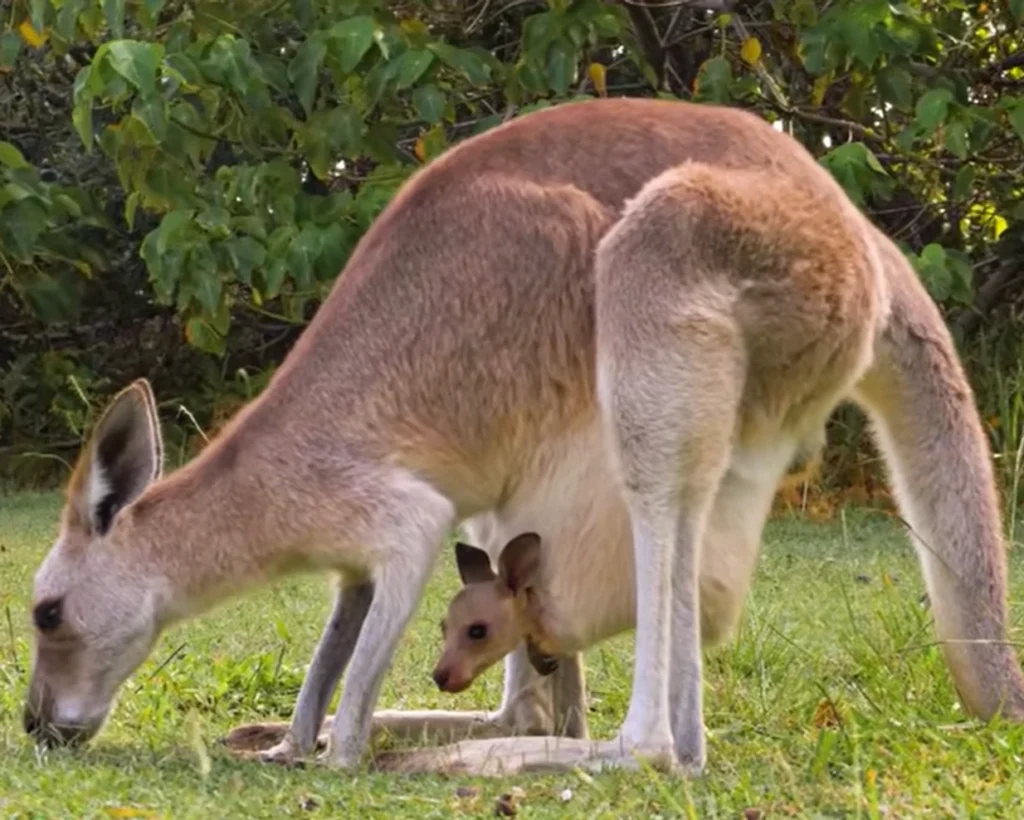 Animals is one of the interesting facts about Australia