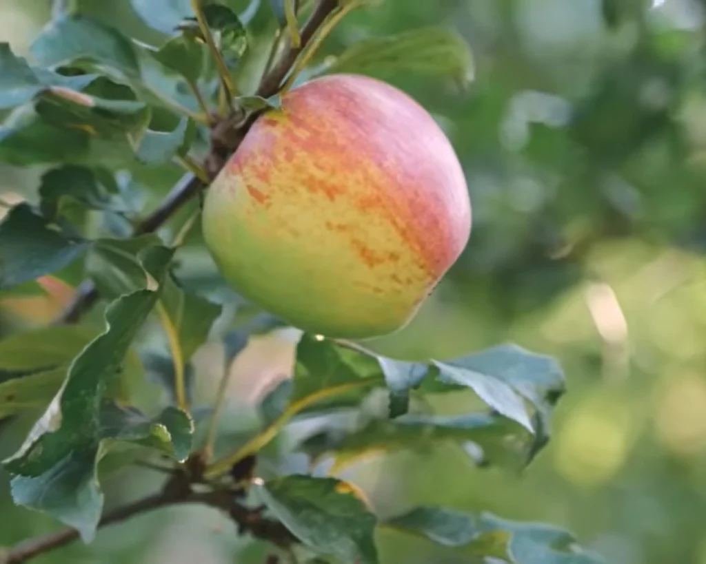 Apple is one of the best fruits