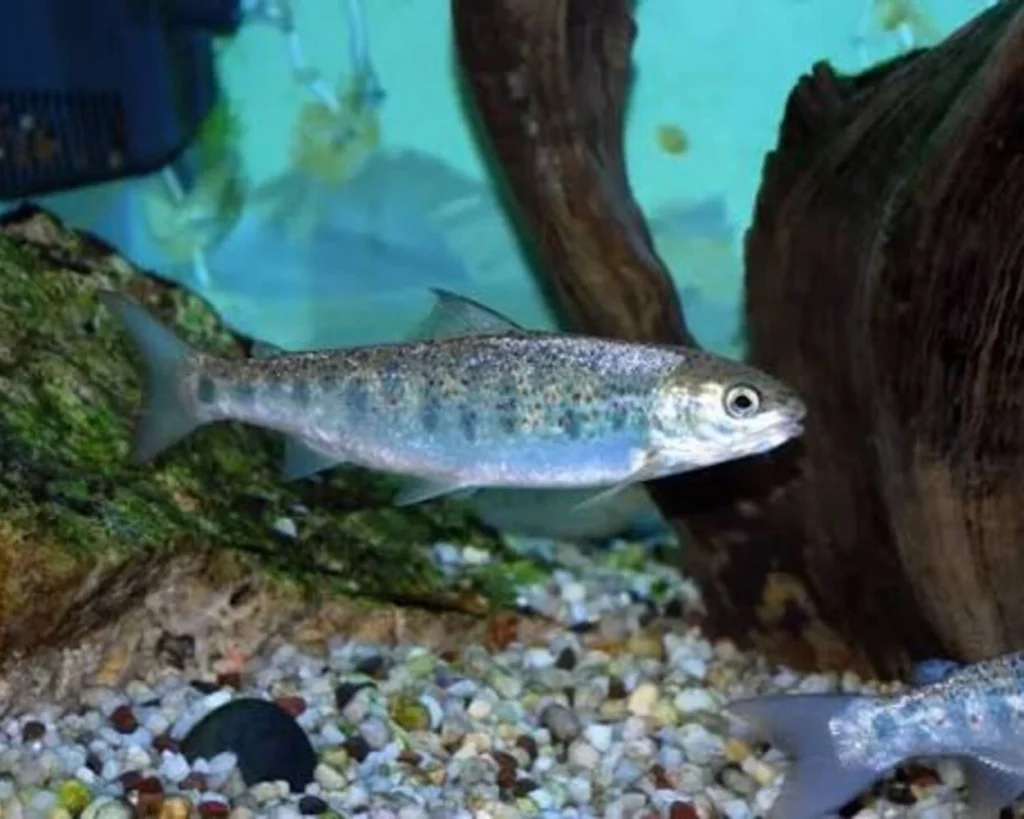 Changing Color is one of the amazing salmon facts