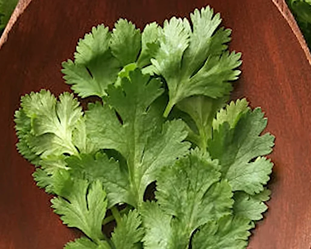 Coriander Leaves is one of the best vegetables to eat