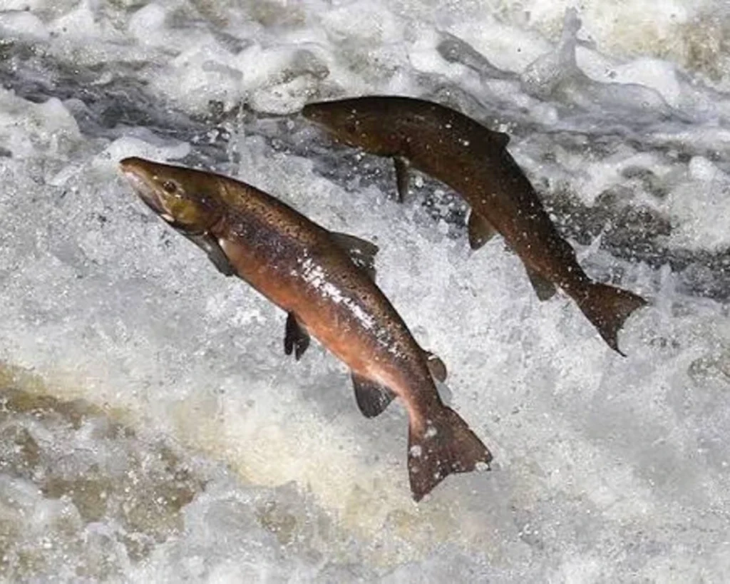 Energy is one of the amazing salmon facts