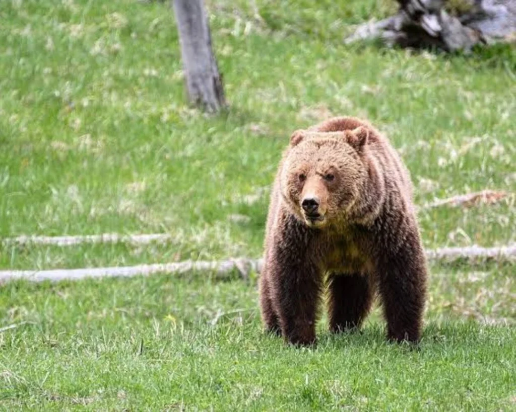 Flexible Diet is one of the amazing facts about Bears