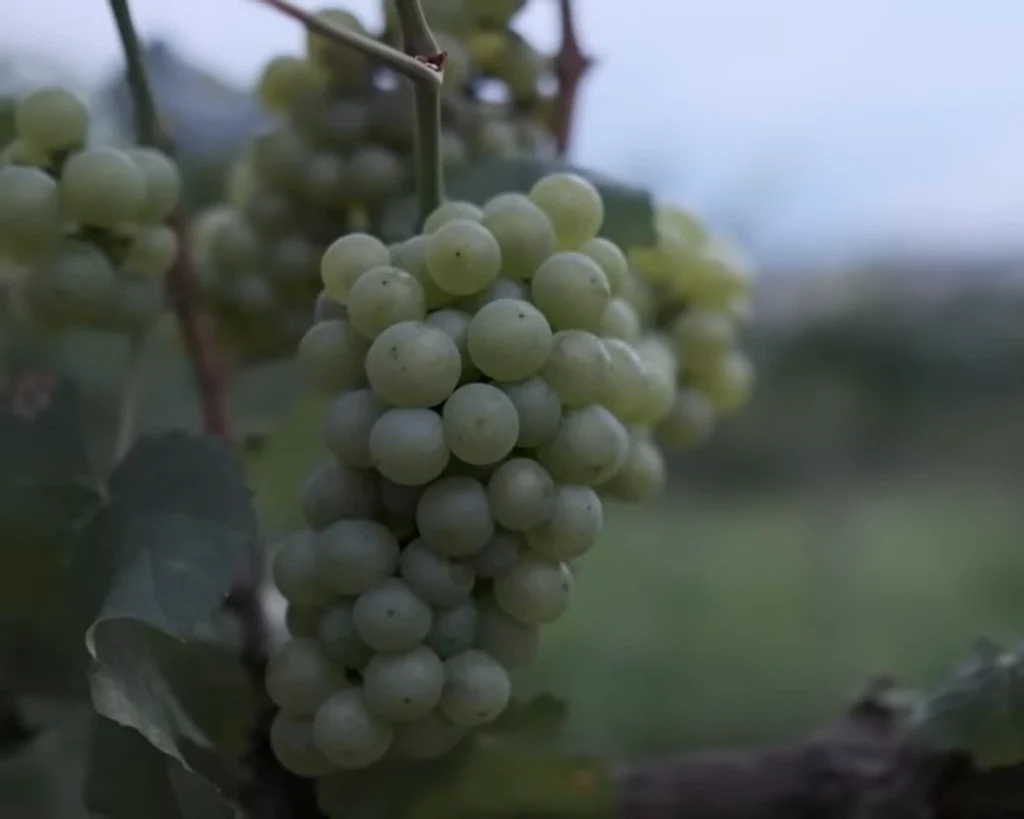 Grapes is one of the best fruits