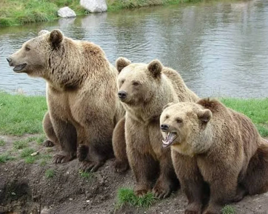 Intelligence is one of the amazing facts about Bears