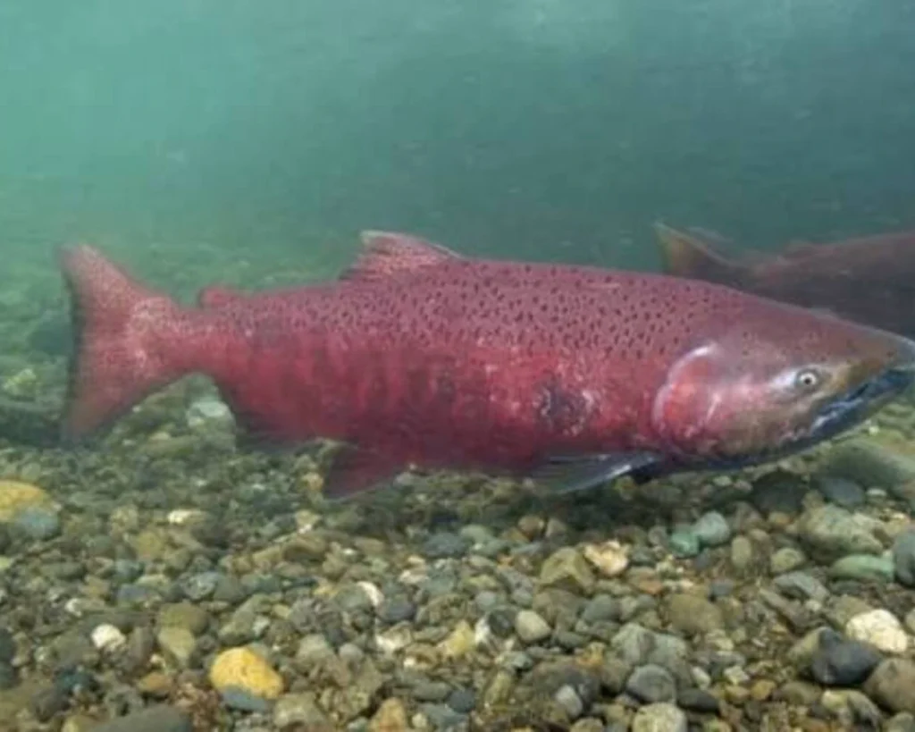Life is one of the amazing salmon facts