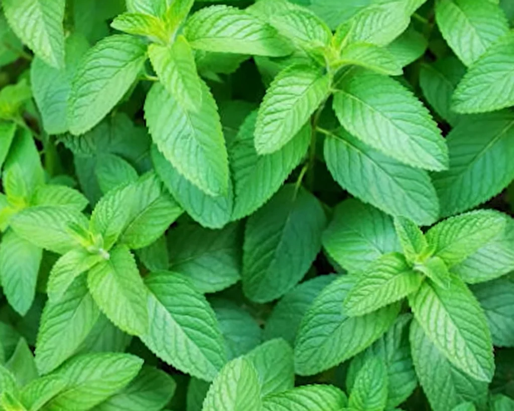 Mint is one of the best vegetables to eat