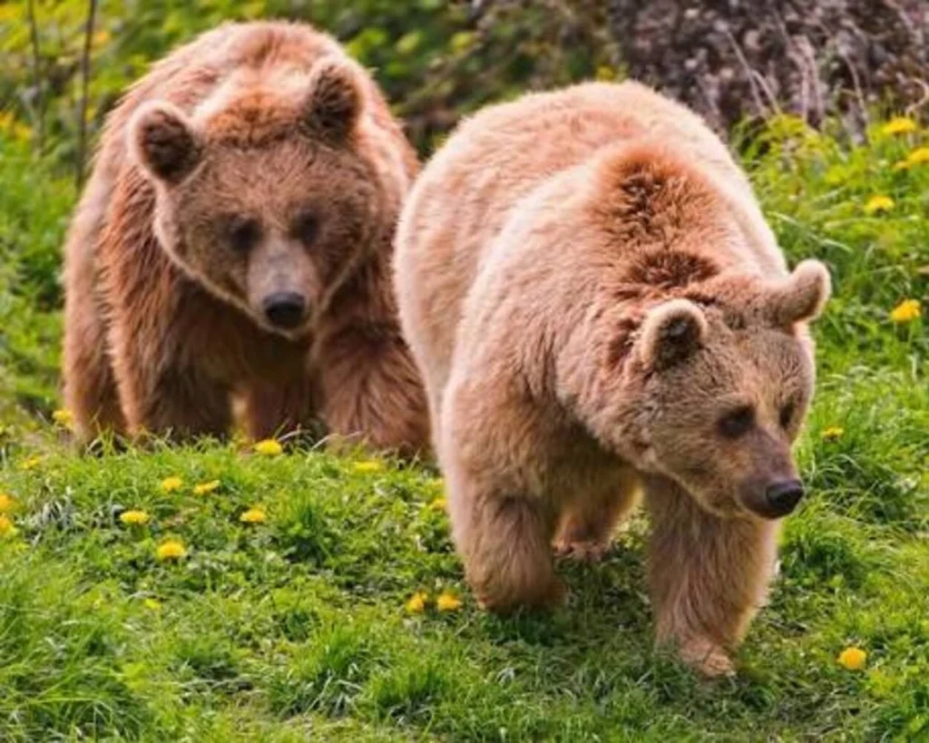 Natural Gardeners is one of the amazing facts about Bears