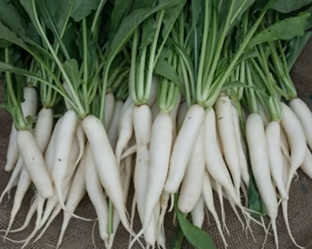 Radish is one of the best vegetables to eat