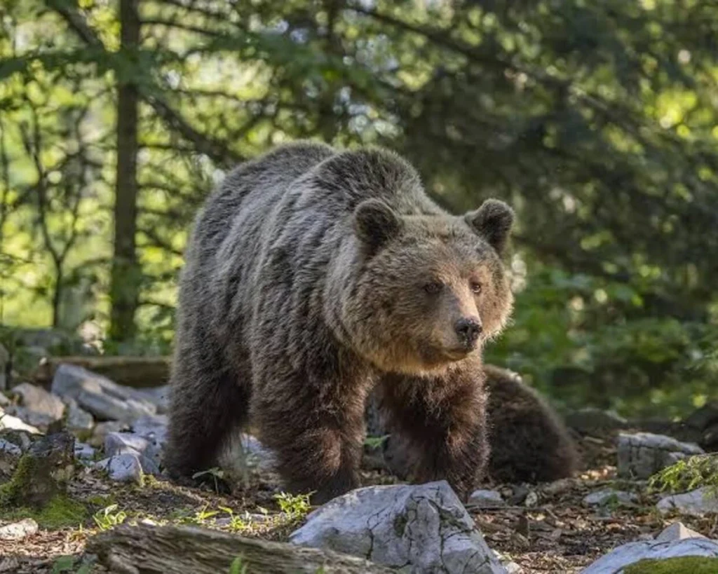  Sense Of Smell is one of the amazing facts about Bears